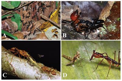 Socioecology and Evolutionary Neurobiology of Predatory Ants